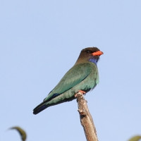 Dollarbird